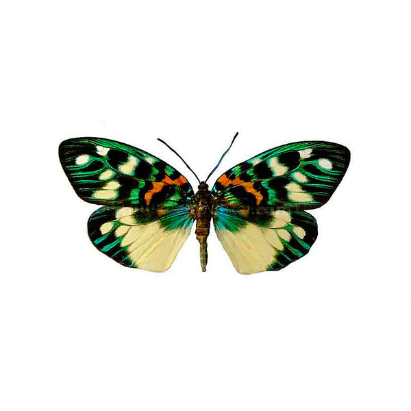 Erasmia pulchera dried/papered