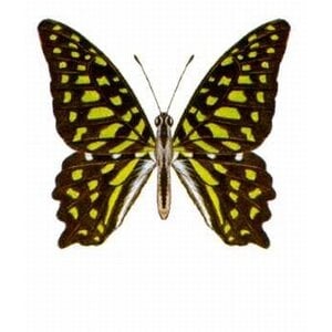 Graphium agamemnon Ongeprepareerd