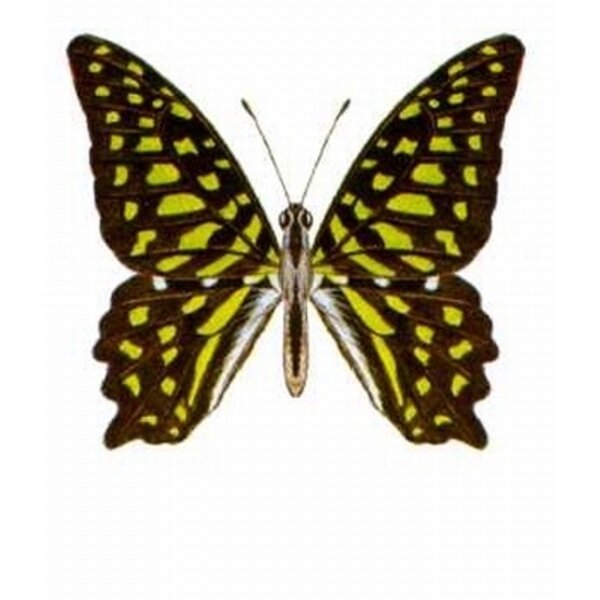 Graphium agamemnon dried/papered