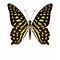 Graphium agamemnon Ongeprepareerd