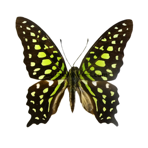 Graphium agamemnon