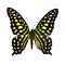 Graphium agamemnon