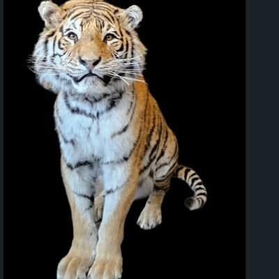 Onze tijger is gestolen: help ons hem terug te vinden