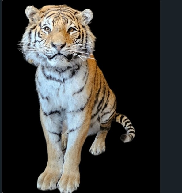 Onze tijger is gestolen: help ons hem terug te vinden