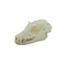Skull Large flying fox