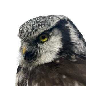 Mounted Northern hawk-owl
