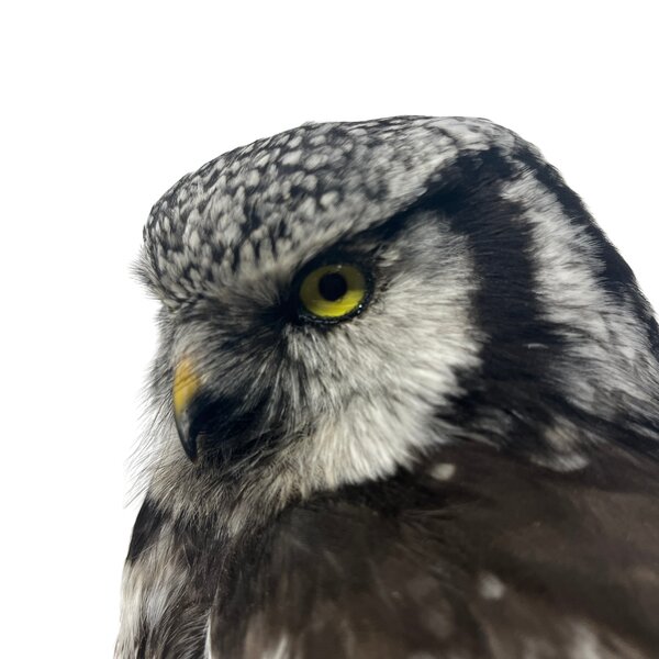 Opgezette Sperweruil