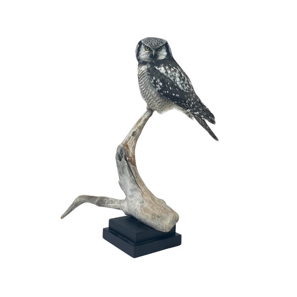 Mounted Northern hawk-owl