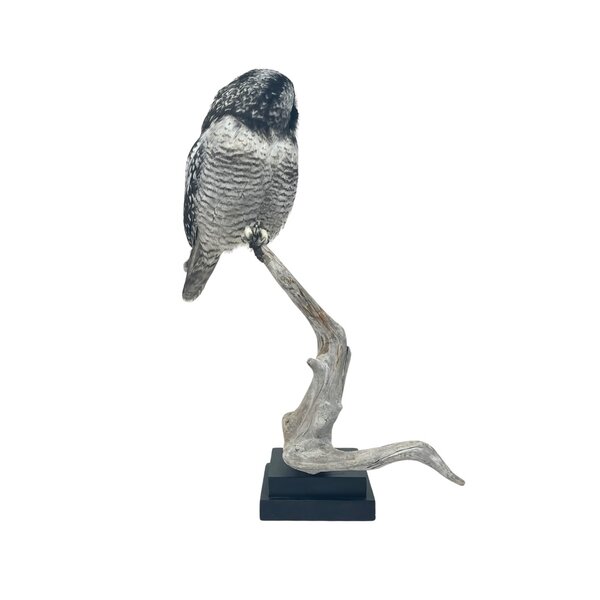 Mounted Northern hawk-owl