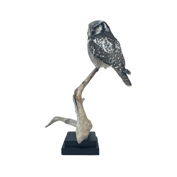 Mounted Northern hawk-owl