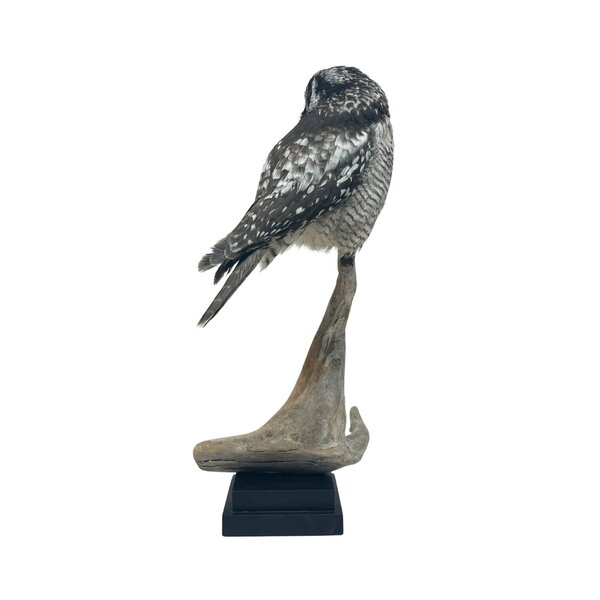 Mounted Northern hawk-owl