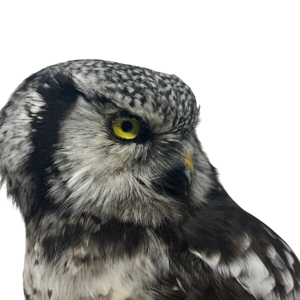 Mounted Northern hawk-owl