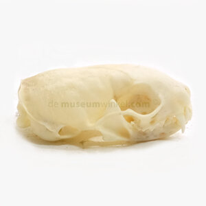 Skull least weasel