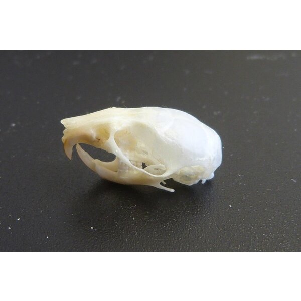 Skull Gerbil