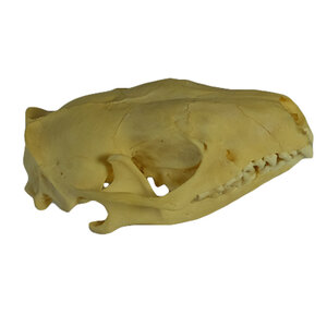 Skull of a hedgehog