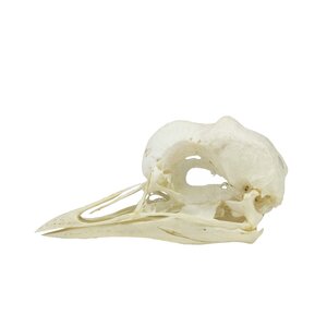 Skull of a crowned crane