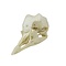 Skull of a crowned crane