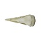 Skull of a crowned crane