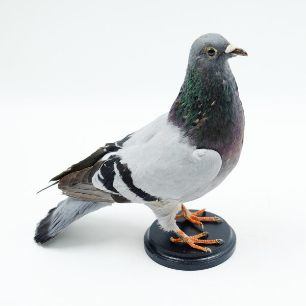 Mounted pigeon