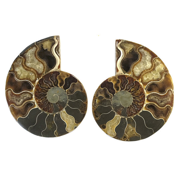 Fossil split ammonite couple (large)