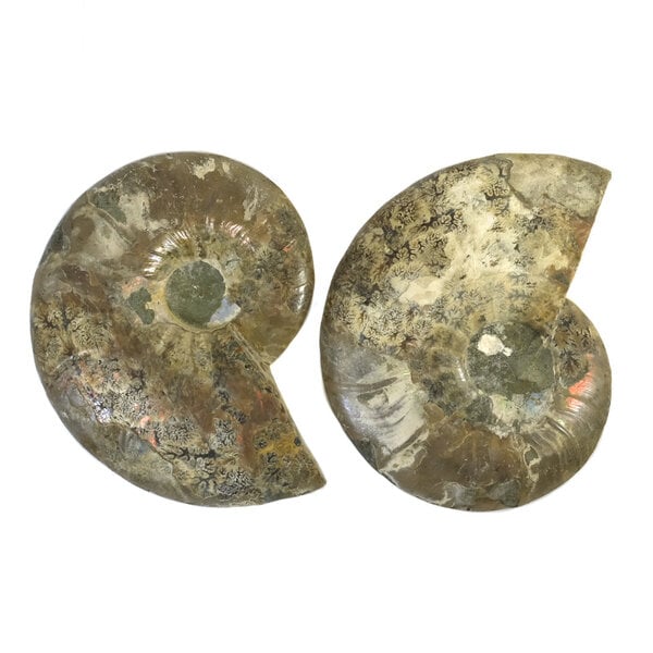 Fossiel gespleten ammoniet koppel (groot)