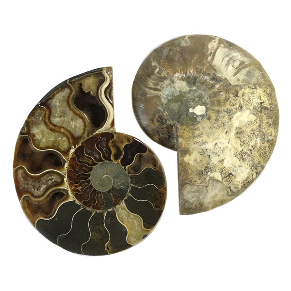 Fossil split ammonite couple (large)