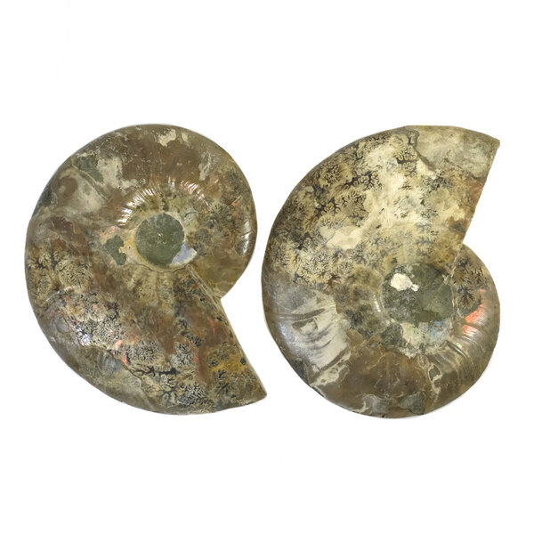 Fossiles gespaltenes Ammonitenpaar (groß)