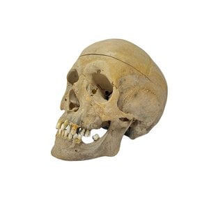 Human skull (C)