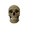 Human skull (C)