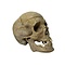 Human skull (C)