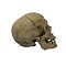 Human skull (C)