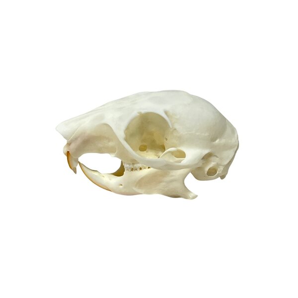 Squirrel skull