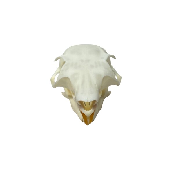 Squirrel skull