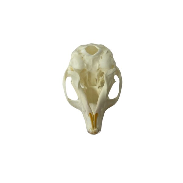 Squirrel skull