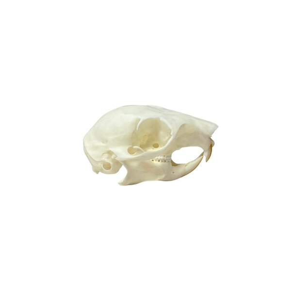 Squirrel skull
