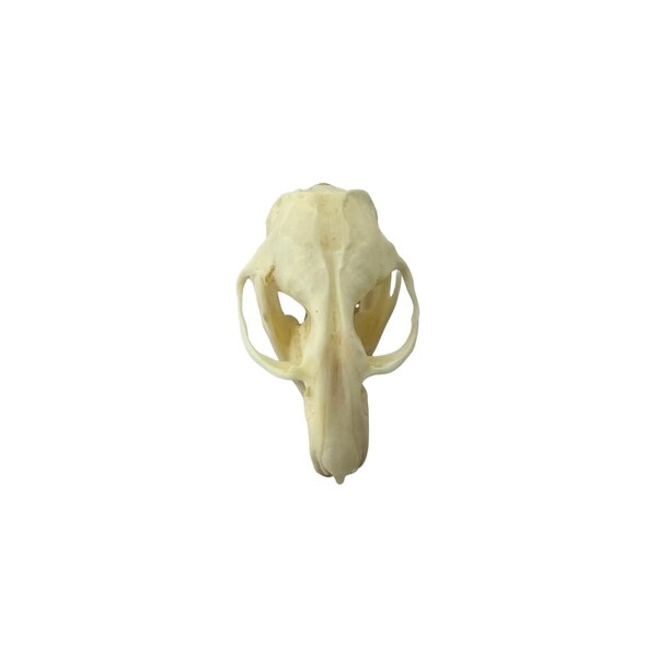 Skull hamster