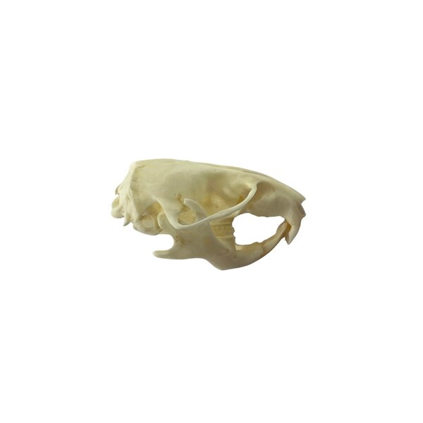 Skull hamster
