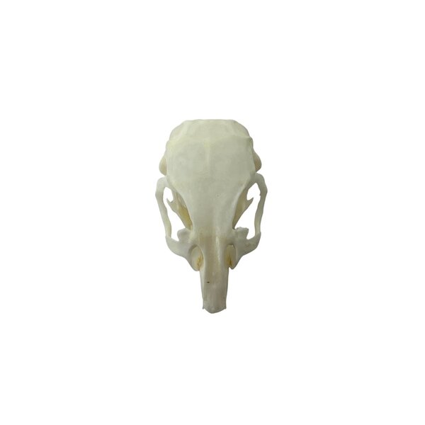 Skull Golden hamster