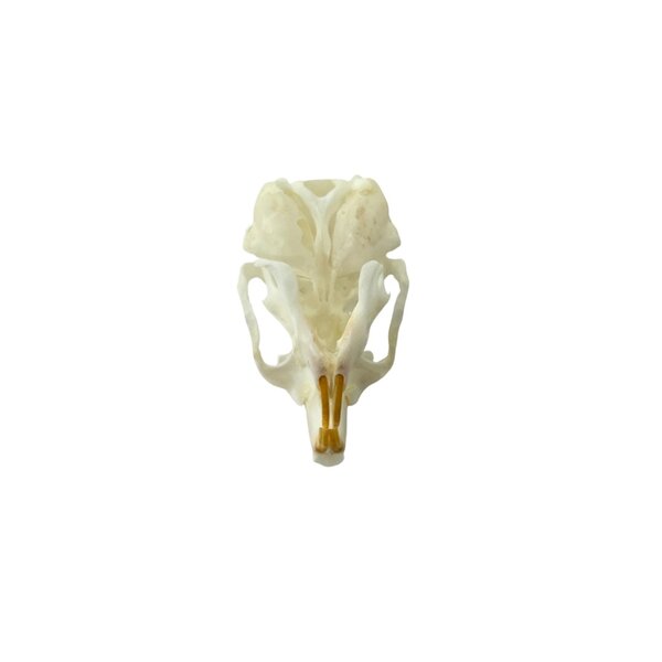 Skull Golden hamster