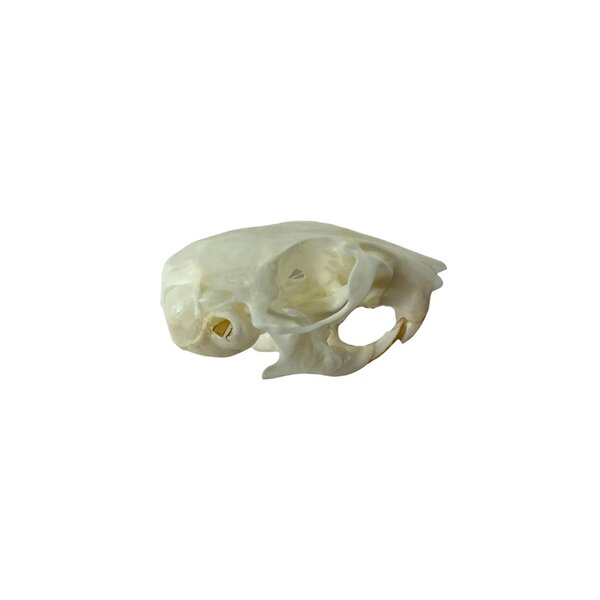 Schädel Goldhamster