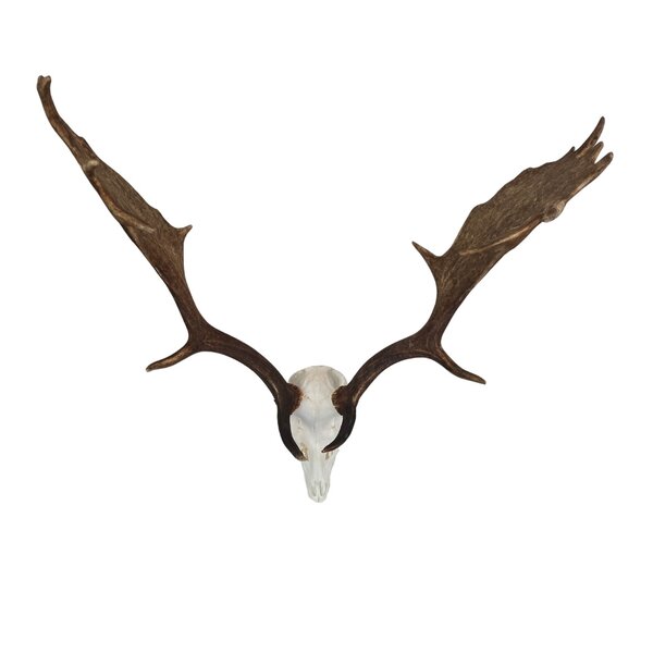 Skull European fallow deer trophee