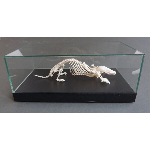 Skeleton of a mole