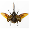 Dynastes hercules - Herculeskever vliegend