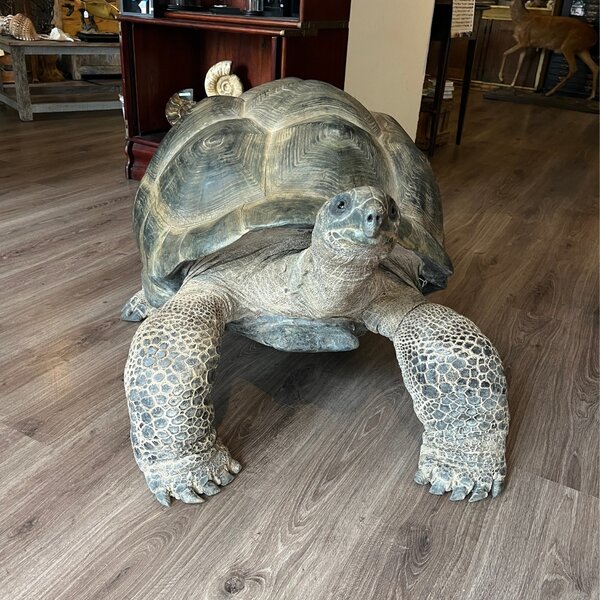 Präparierte Aldabra-Riesenschildkröte