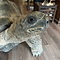 Mounted Aldabra giant tortoise