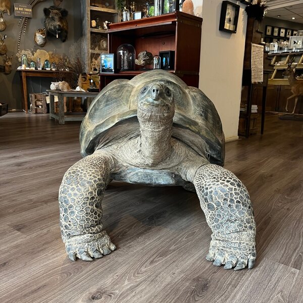 Mounted Aldabra giant tortoise