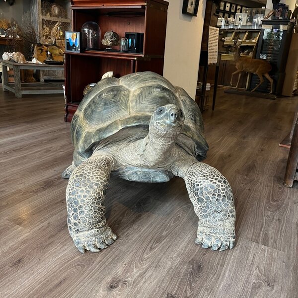 Präparierte Aldabra-Riesenschildkröte