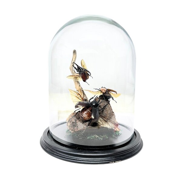 Glass dome with beetles (3)