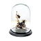 Glass dome with beetles (3)