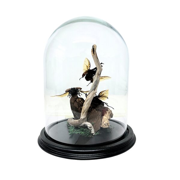 Glass dome with beetles (3)